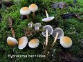 Hypholoma capnoides-amf980